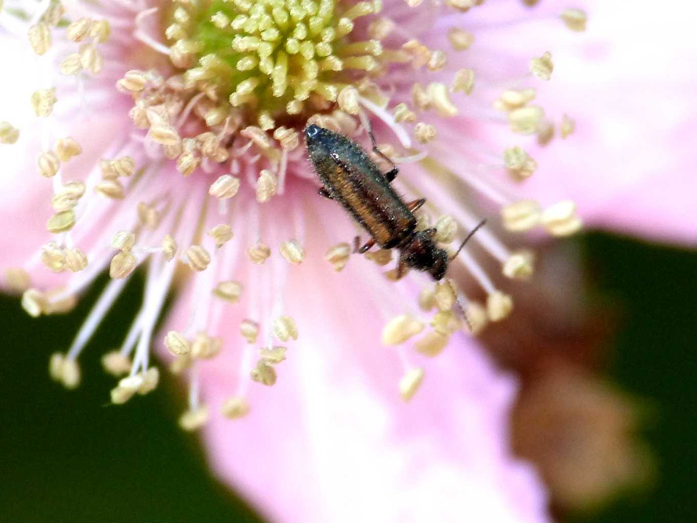 Piccolo Dasytidae: Dasytes sp.